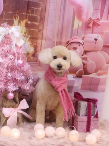 20241223モコくん